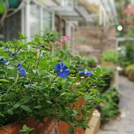 Shenzhen No'6 Garden Villa --French Window With Garden View,Close To Sea World &Shekou Ferry Port &K11 Ecoast &Subway Nearby ,Offer Western Food And Coffee &English Speaking With Tour Services Eksteriør billede
